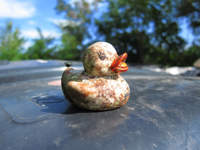 A dirty old rubber duck found in a river.