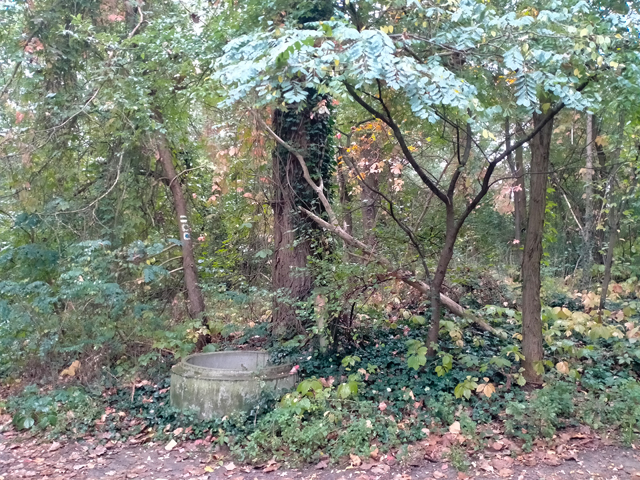 A concrete pipe sticking out of the ground in a colorful forest.