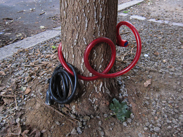 Bicycle locks wrapped around a tree.